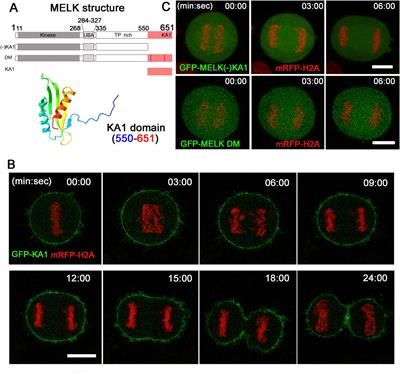 Spatiotemporal regulation of MELK during mitosis